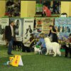 Пиренейские дети на тренировках и выставках