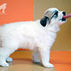 Шенки Пиренейской Горной Собаки - девочка Charis Great, возраст - один месяц