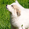 Щенки Пиренейской Горной Собаки - девочка Чарис Грейт, возраст - два месяца