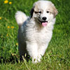 Щенки Пиренейской Горной Собаки - девочка Чарис Грейт, возраст - два месяца