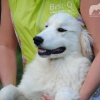 Щенок Пиренейской Горной Собаки, девочка, 5 месяцев