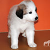 Щенки Пиренейской Горной Собаки - мальчик Чарли Лаки Стар, возраст - 1 месяц