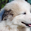 Щенки Пиренейской Горной Собаки - мальчик Чарли Лаки Стар, возраст - два месяца. Питомник Доник Стайл, Санкт-Петербург.