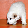 Щенки Пиренейской Горной Собаки - мальчик Черутти в возрасте один месяц