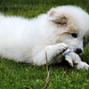 Щенки Пиренейской Горной Собаки - мальчик Черутти, возраст - два месяца. Питомник Доник Стайл, Санкт-Петербург.