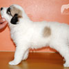 Щенки Пиренейской Горной Собаки - мальчик Честер Винер в возрасте 1 месяц