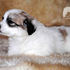 Щенки Пиренейской Горной Собаки - мальчик Честер Винер в возрасте 1 месяц