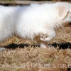 Щенок пиренейской горной собаки Кейс Грей