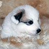 Щенки Пиренейской Горной Собаки - мальчик Чан Джентли, возраст 1 месяц