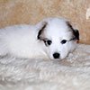 Щенки Пиренейской Горной Собаки - мальчик Чан Джентли, возраст 1 месяц