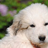 Щенки Пиренейской Горной Собаки - мальчик Чан Джентли, возраст - два месяца. Питомник Доник Стайл, Санкт-Петербург.