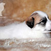 Шенки Пиренейской Горной Собаки - девочка Charis Great, возраст - один месяц