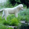 Щенок Пиренейской Горной Собаки, девочка 5 месяцев