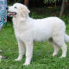 Щенок Пиренейской Горной Собаки, девочка, 5 месяцев
