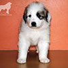 Щенки Пиренейской Горной Собаки - мальчик Чарли Лаки Стар, возраст - 1 месяц