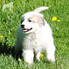 Щенки Пиренейской Горной Собаки - мальчик Чарли Лаки Стар, возраст - два месяца. Питомник Доник Стайл, Санкт-Петербург.