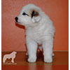 Щенки Пиренейской Горной Собаки - мальчик Черутти в возрасте один месяц