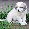 Щенки Пиренейской Горной Собаки - мальчик Честер Винер, возраст - два месяца. Питомник Доник Стайл, Санкт-Петербург.