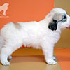 Щенки Пиренейской Горной Собаки - мальчик Чико Лорд Дестини, возраст - один месяц