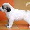 Щенки Пиренейской Горной Собаки - мальчик Чико Лорд Дестини, возраст - один месяц