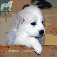 Щенок пиренейской собаки на продажу - 1